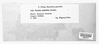 Puccinia ustalis image